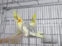 Yavru Alınmış Sultan Papağanları