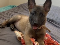2 aylık safkan malinois