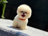 Yavru Pomeranian Boo Köpekler