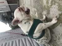 French bulldog 0 burun 0 kuyruk