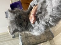 Chinchilla Yavrular