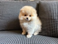 Pomeranian Boo Yavrularımız