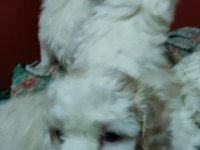 Minik yavrular maltese terrrier