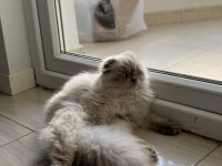 Scottish fold 10 aylık