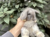 Hollanda Lop Tavşanı Yavrularımız Gönderim Var