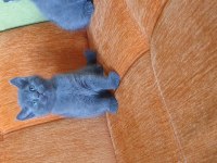 Süper Kalite British Shorthair Yavru
