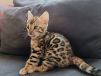 WCF Show Class Bengal bebekler
