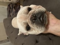 10 AYLIK ERKEK CREAM BLUE FRENCH BULLDOG