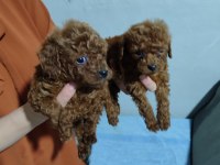 Baba kore anne toy poodle bebekler