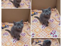 Güzel scottish fold yavrularımız