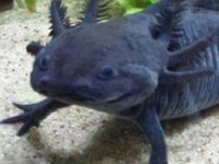 SEMENDER AKSOLOTL YAVRULARI
