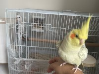 SAĞLIKLI EVCİL GENÇ ÇİFT SULTAN PAPAĞANI