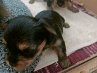 Yorkshire terrier yavru