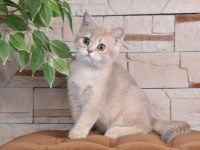 British shorthair lilac gold dişi yavru