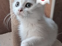 Yakışıklı kedicik