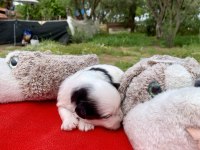 MORKİE MORKİ KÖPEĞİMİZ