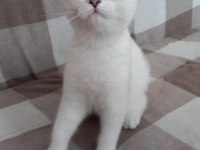3,5 aylık dişi british shorthair