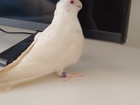 Bebek Albino Sultan Papağanı Pamuk Evcil Ev üretimi
