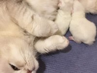 CİNS KEDİMİZİ ÜCRETSİZ OLARAK SAHİPLENDİRİYORUZ
