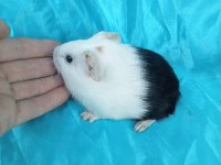 Amerikan Erkek ve Dişi Ginepig Yavru