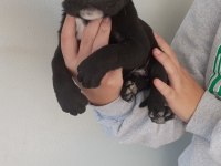 DEV CANE CORSO YAVRULARI