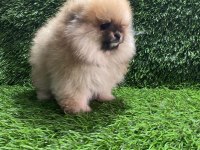 POMERANIAN BOO YAVRULAR [MAJYAJSIZ FÖNSÜZ}