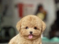 Mersinin gözde poodle yavruları
