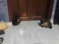 Acil 2 adet dişi erkek siyam kedisi