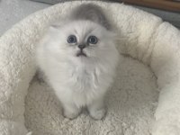 1,5 Aylık Oyuncu Dişi British Longhair Silver Point Yavru