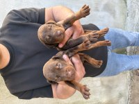 Asil ve Güçlü Doberman Yavrular Yeni Yuvasını Arıyor