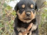 A kalite Rottweiler Yavrular
