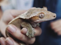 Evil Crested Geckolar