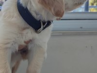 08/16 doğumlu Orjinal golden retriever