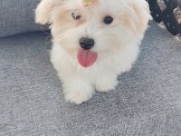 Orijinal Maltese Terrier