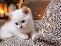 British shorthair silver