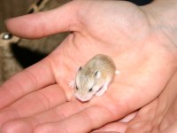 CAMPBELLS DWARF HAMSTER MEVCUT