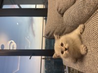 Orijinal British Shorthair