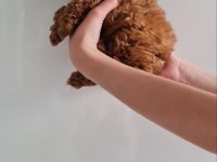 Toy Poodle Yavru Köpekler
