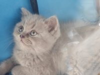 British Shorthair 50 günlük
