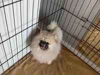 POMERANİAN DİŞİ BEBEKLER