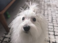 9 AYLIK ERKEK 0 NUMARA TERRİER MALTESE