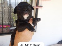 Siyah erkek french bulldog yavrumuz sahibini arıyor
