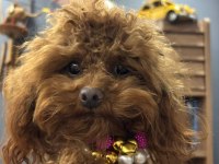 BİRBİRİNDEN TATLI KORE POODLE BEBEKLER SİZİ BEKLİYOR