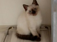 British shorthair bluepoint 3 aylık yavrular