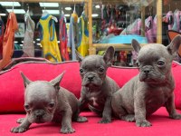A KALİTE FRENCH BULLDOG YAVRULAR 3 ADET ERKEK