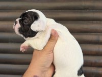 Bir birinden güzel 4 french bulldog yavrumuz
