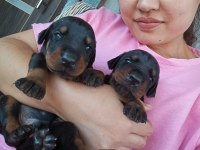 Şecerli Doberman Yavrularımız