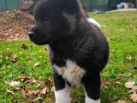 Amerikan Akita Yavrular