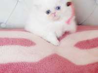 Persian bebişler