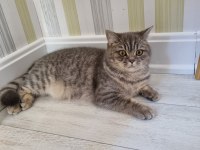 Güzeller güzeli british shorthair mia